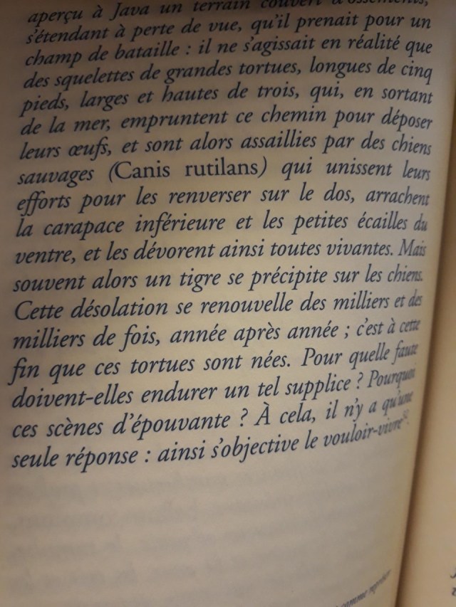 HOuelleSchop20181120_164910